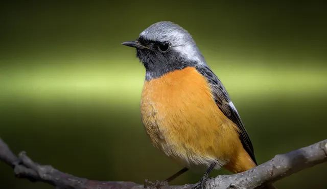 Species Image