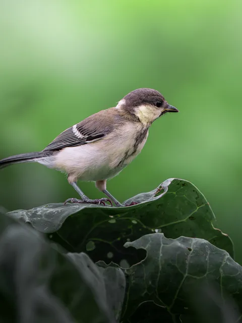 Species Image