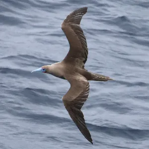 Species Image