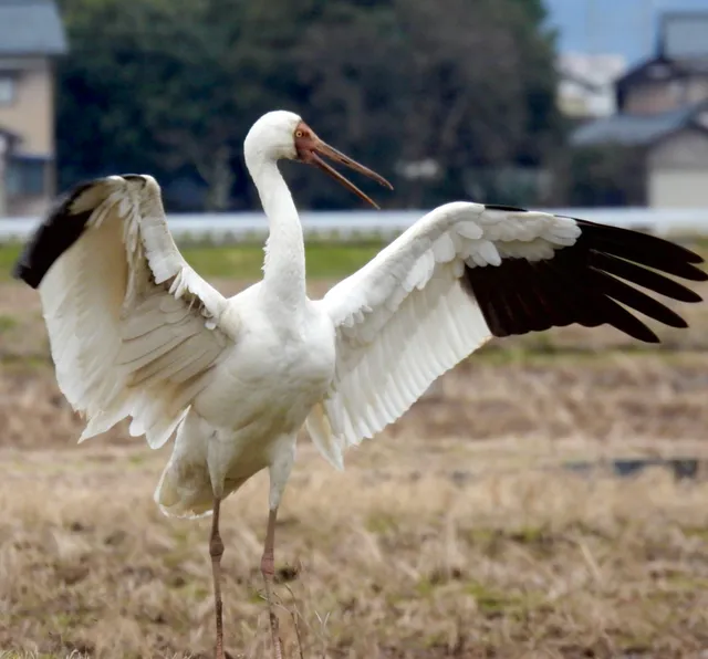 Species Image