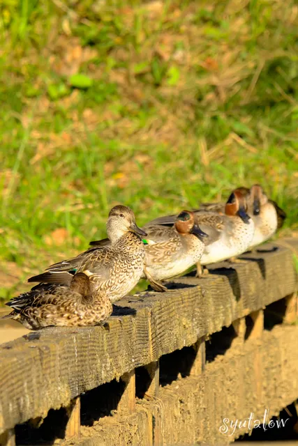 Species Image