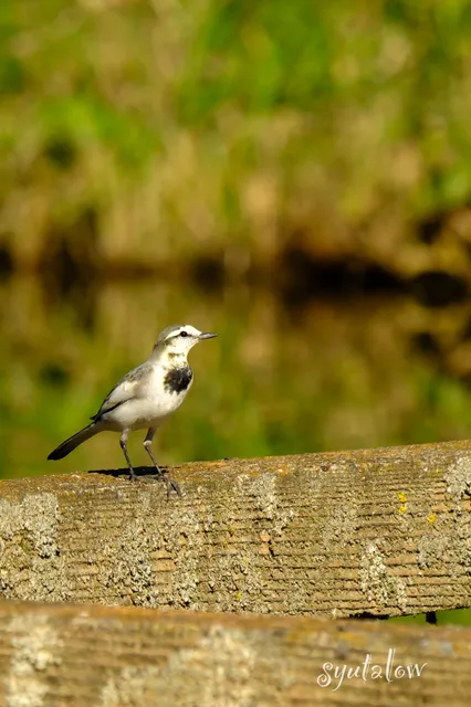Species Image