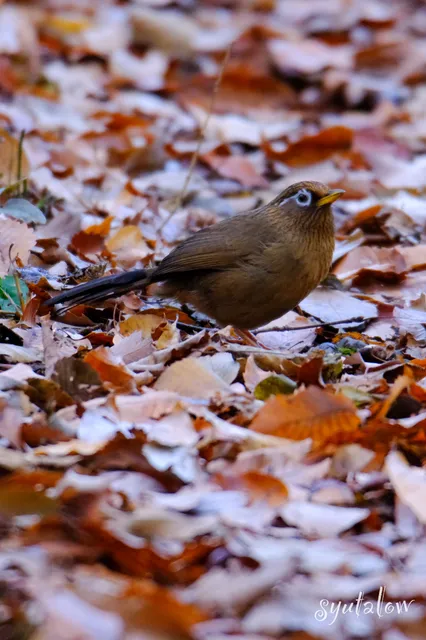 Species Image