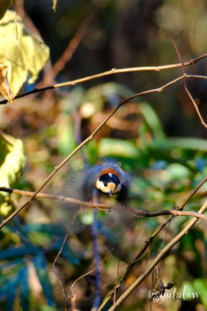 Species Image