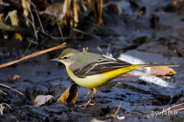 Species Image
