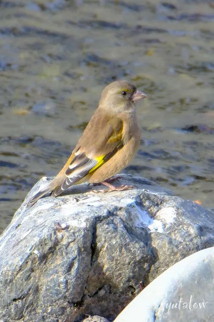Species Image