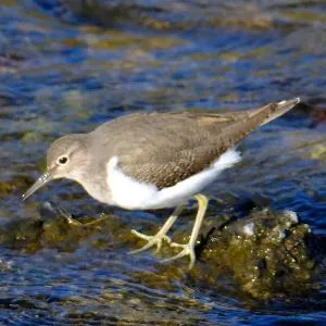 Species Image