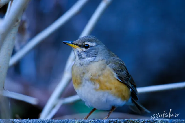 Species Image