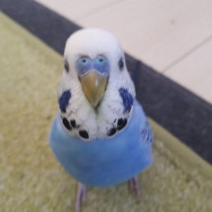 Post Image