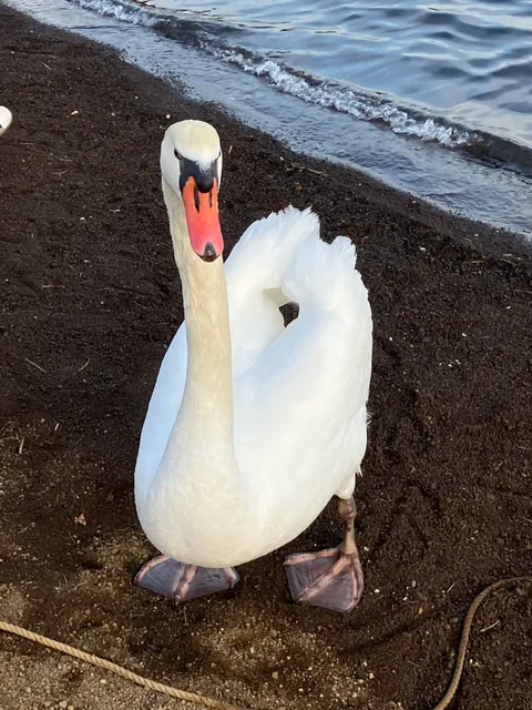 Species Image