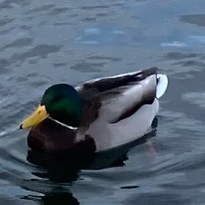 Species Image