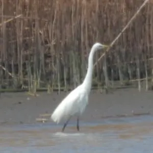 Species Image