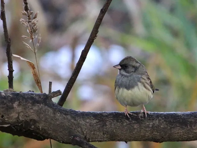 Species Image