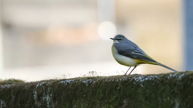 Species Image
