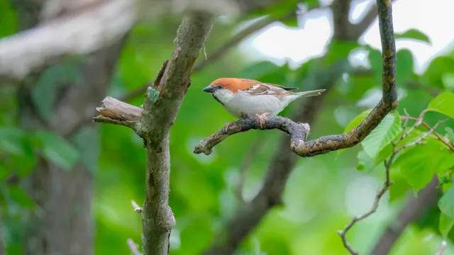 Species Image