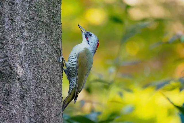 Species Image