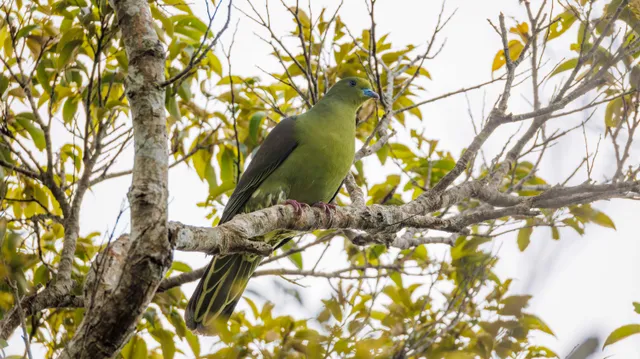 Species Image