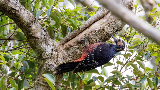 Species Image