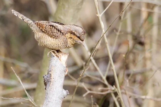 Species Image