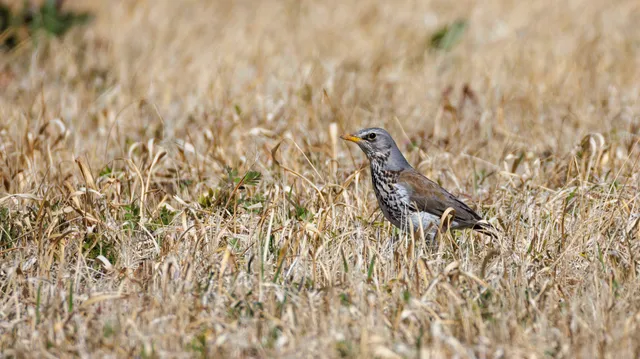 Species Image