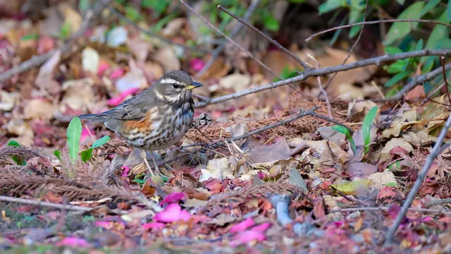 Species Image
