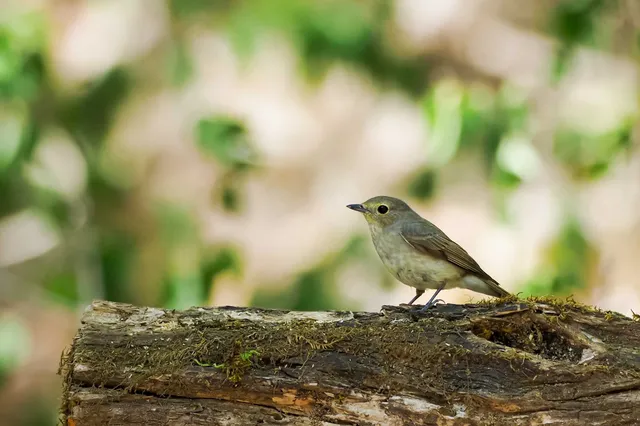 Species Image