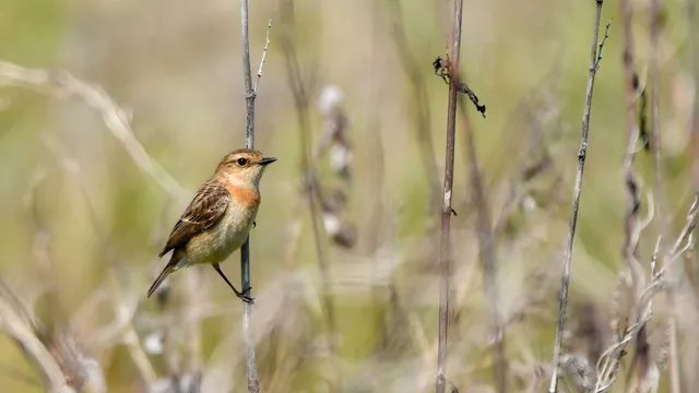 Species Image