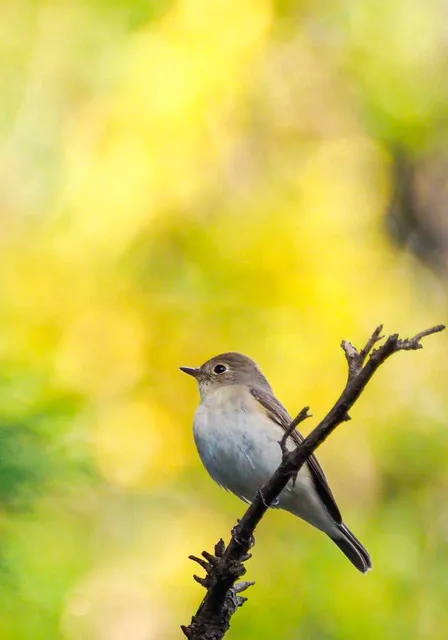 Species Image