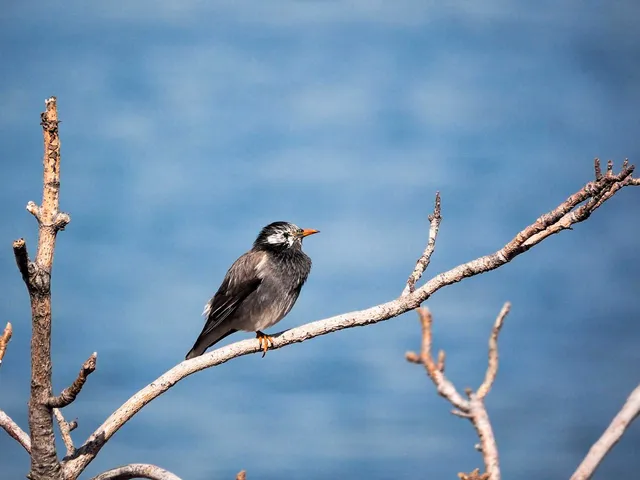 Species Image