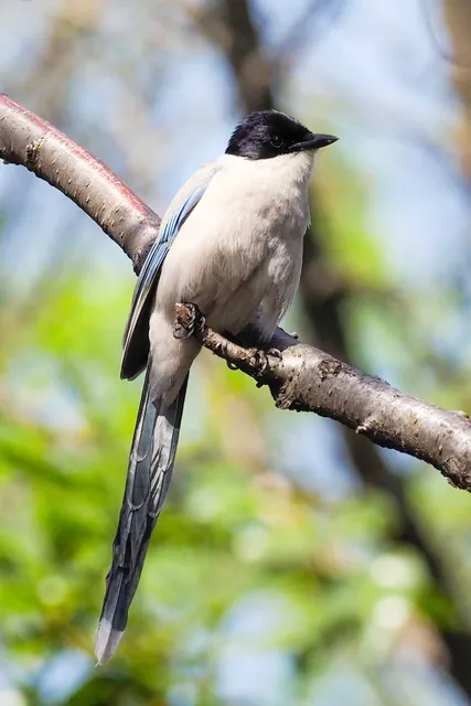 Species Image