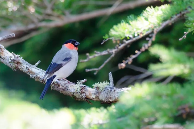 Species Image