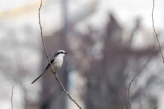 Species Image
