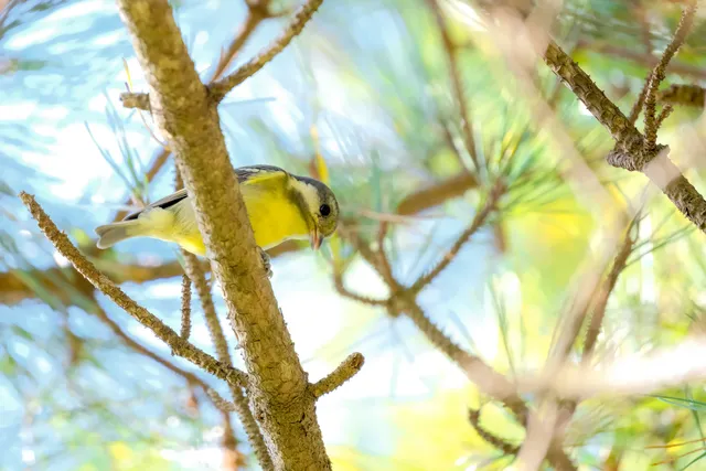 野鳥の写真
