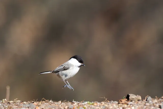 Species Image