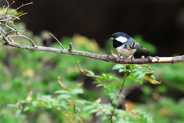Species Image