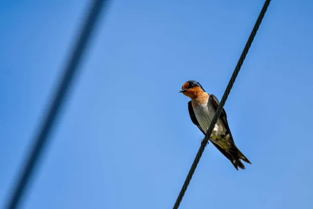 Species Image