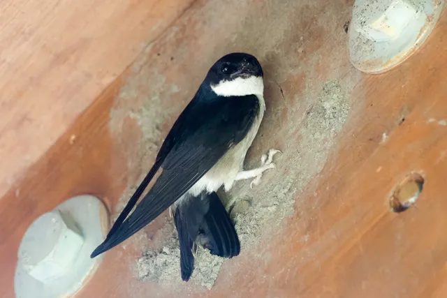 Species Image