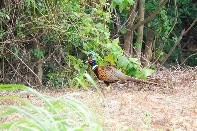 Species Image