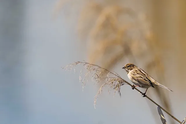 Species Image