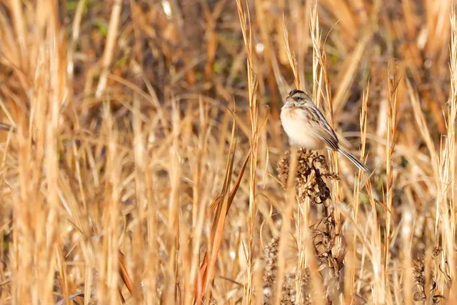 Species Image