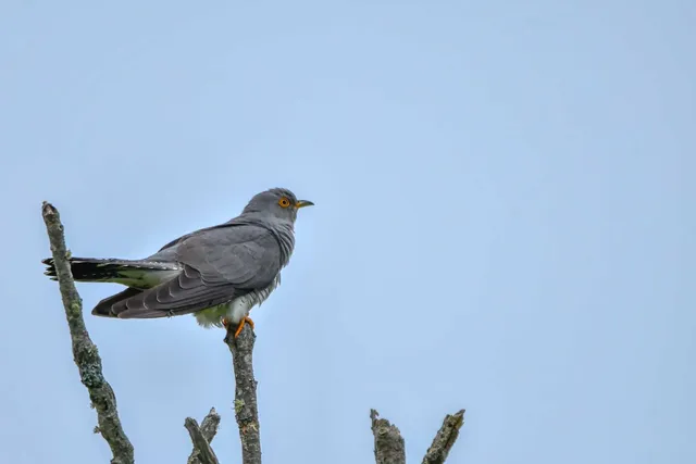 Species Image