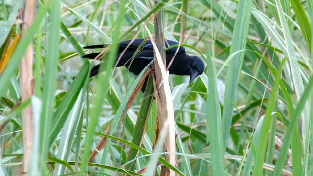 Species Image