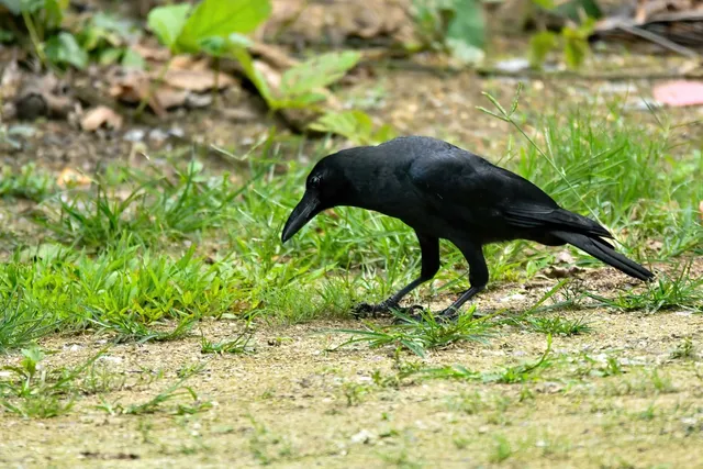 Species Image