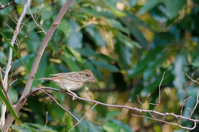 Species Image