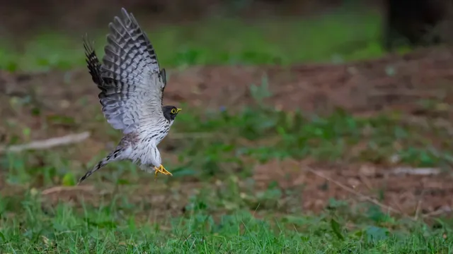 Species Image