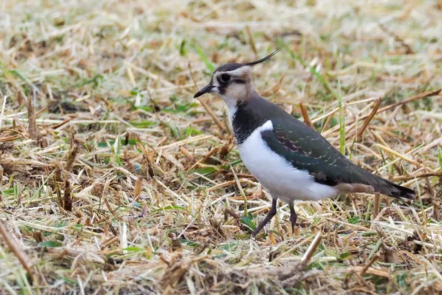 Species Image