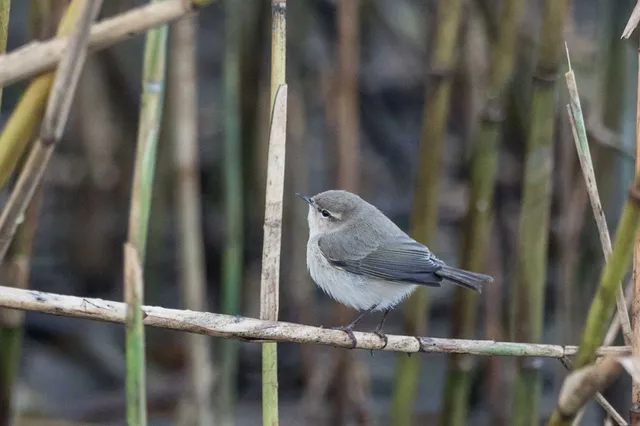 Species Image