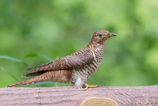 Species Image