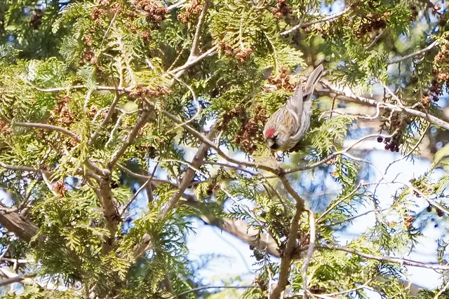 Species Image