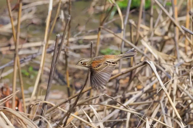 Species Image